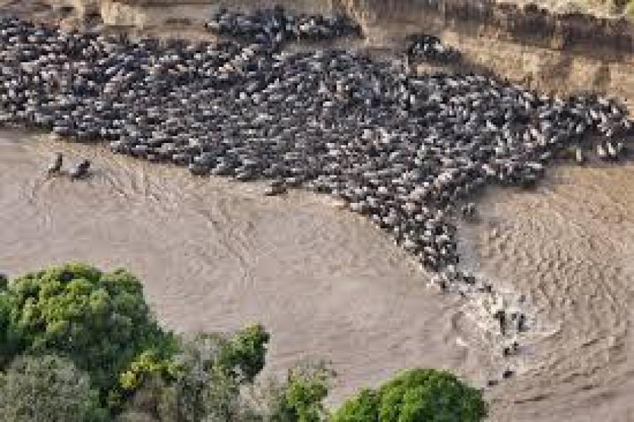 Mara River
